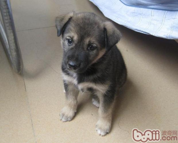 中国自己培育的犬种有哪些