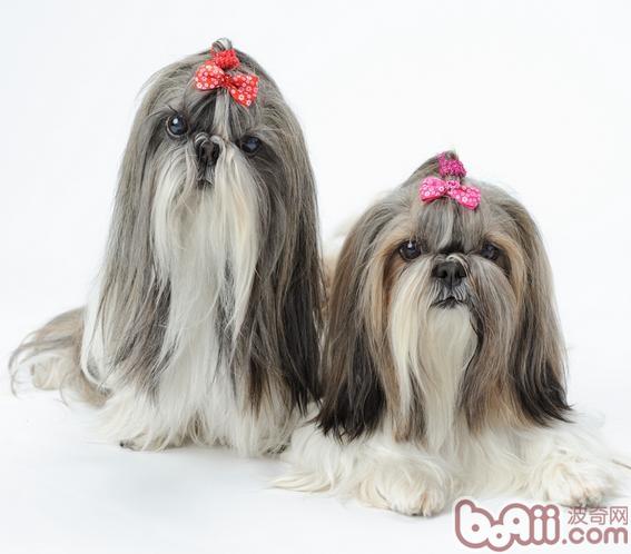 中国自己培育的犬种有哪些