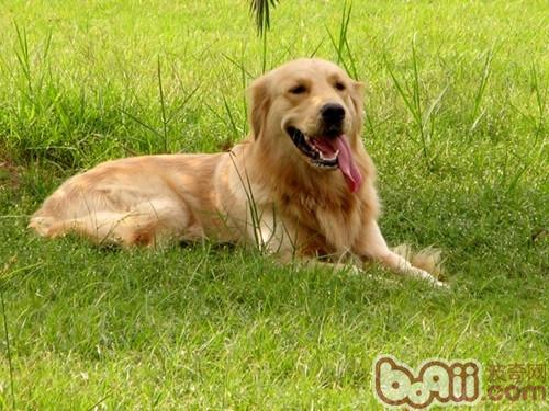 在室内怎样喂养金毛犬
