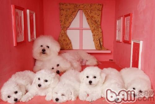 怎么正确护理比熊犬眼睛