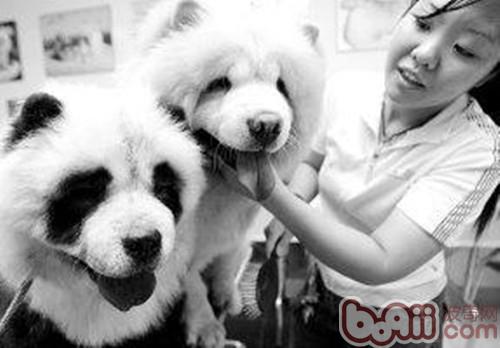 狗狗染毛的注意要点