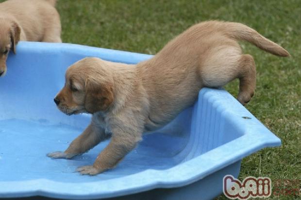 狗狗美容从幼犬开始