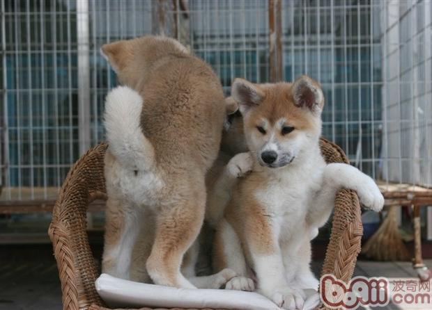 给秋田犬吃内脏的坏处