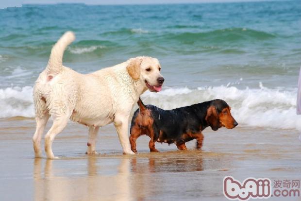 带狗狗去海边戏水的注意事项