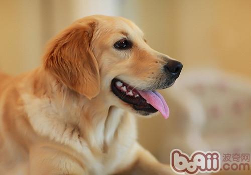金毛犬的性格特点介绍