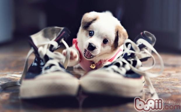 什么狗狗适合出门带铃铛