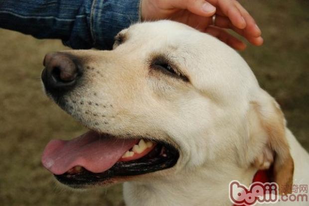 看懂爱犬示好语言，交流不再有误会