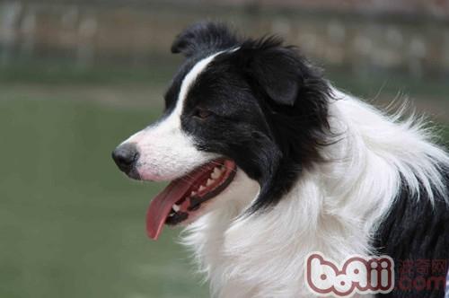 冬季为爱犬洗澡有窍门