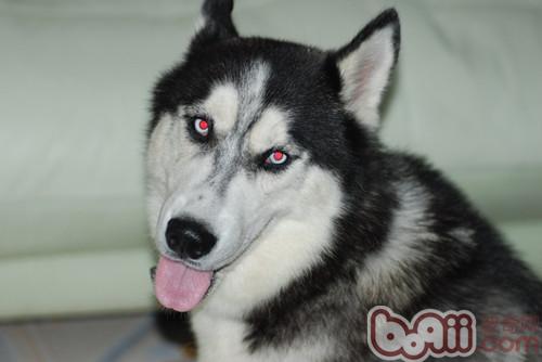 冬季为爱犬洗澡有窍门