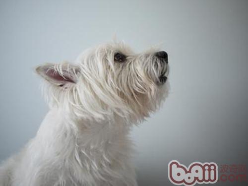 冬季为爱犬洗澡有窍门