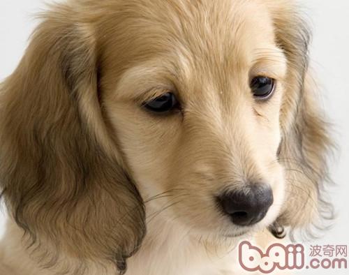 护理可卡犬耳朵的小方法