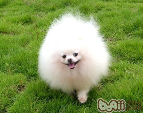 不能给博美犬吃哪些食物