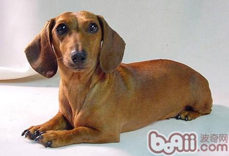 腊肠犬的性格特点介绍