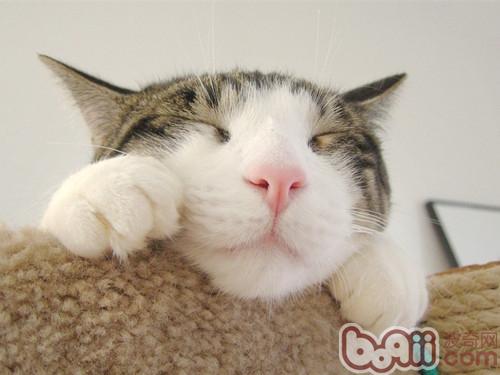 怎样保证犬猫睡眠质量