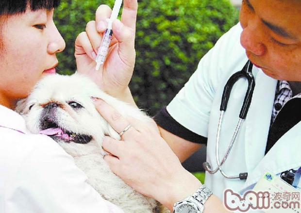 为狗狗定期做健康检查的必要性