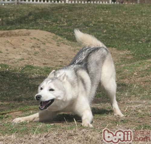 哈士奇八个月大该怎么喂养