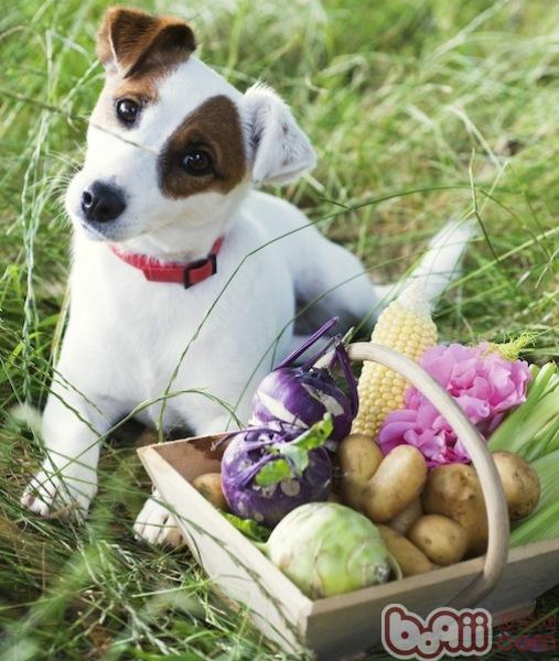 饲喂老龄犬的10条建议