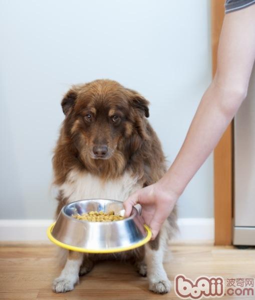 饲喂老龄犬的10条建议