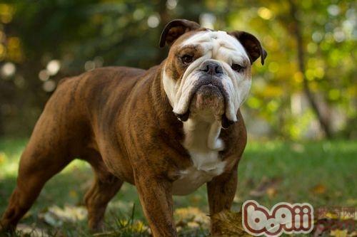 斗牛犬喂养的必备知识