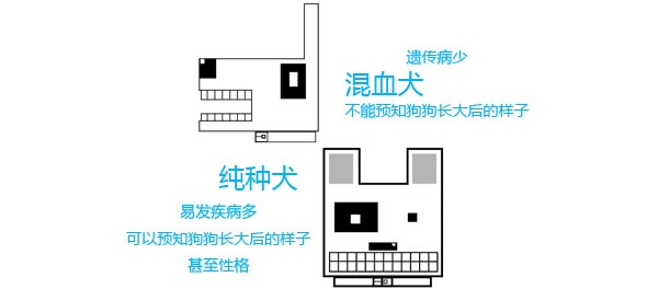 选择最适合自己的宠物犬