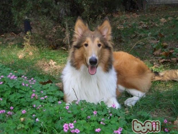 解析苏格兰牧羊犬与喜乐蒂犬的区别