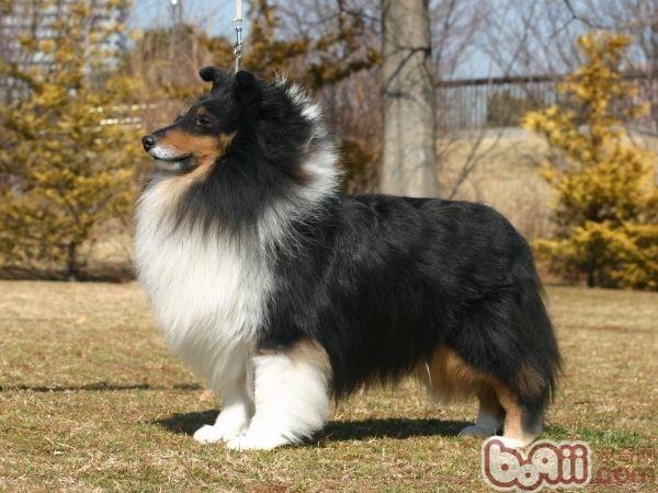 解析苏格兰牧羊犬与喜乐蒂犬的区别