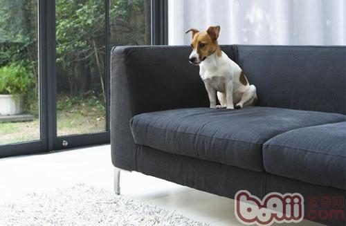 给狗狗创造最适宜的客厅空间