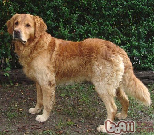 饲养金毛犬是雄的好还是雌的好