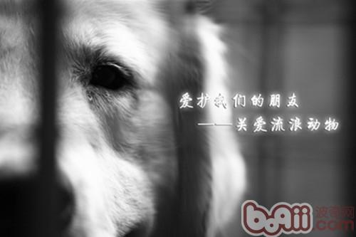 领养代替购买，给流浪动物一个温暖的家
