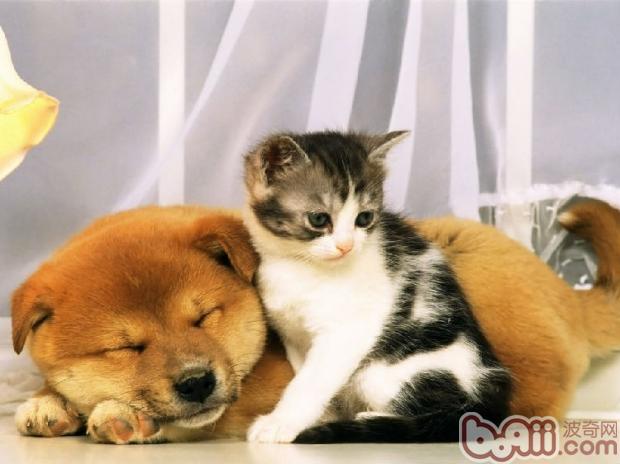 让猫咪和狗狗和谐相处之道