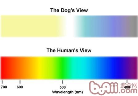 狗狗的眼睛是否真的看不到颜色