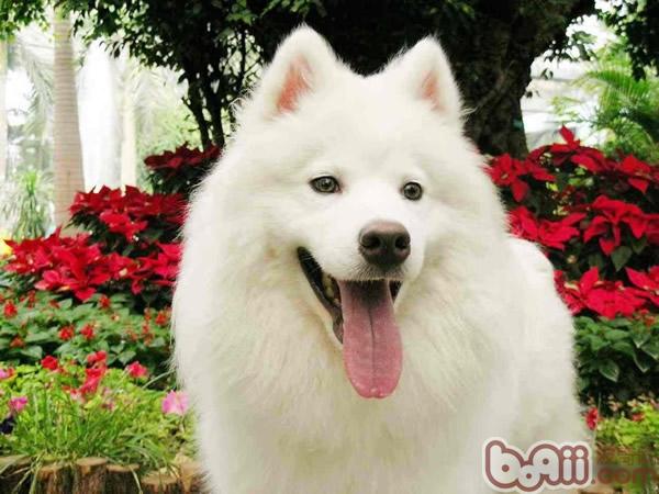 正确理解狗狗表情