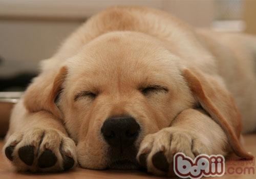 狗狗每天要睡多久