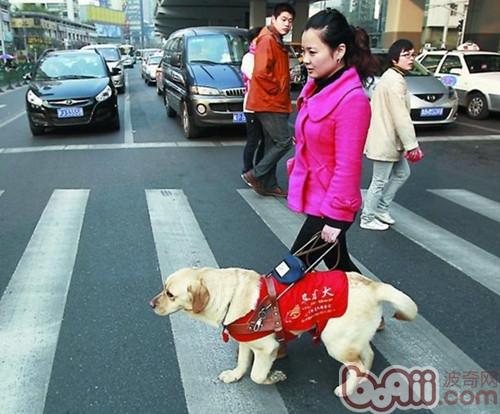 为什么导盲犬多为拉布拉多
