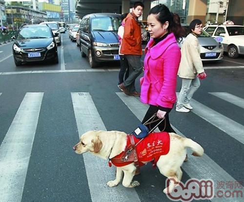 为什么导盲犬多为拉布拉多