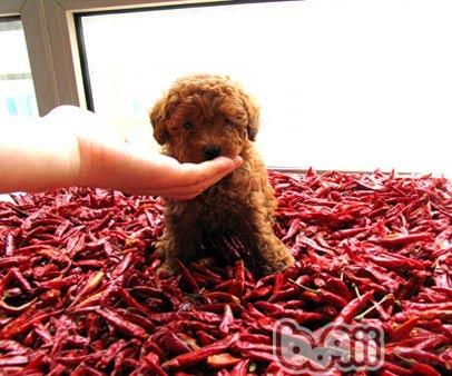 狗狗究竟能吃辣椒吗