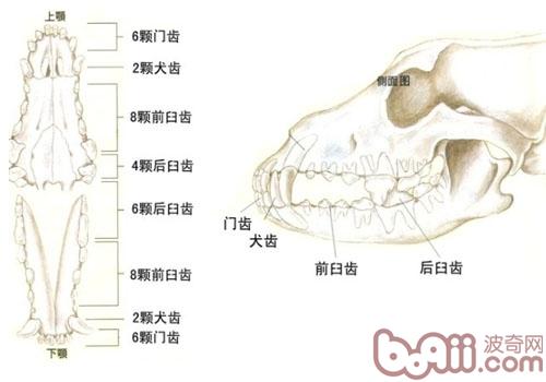 狗狗牙齿咬合状态知多少