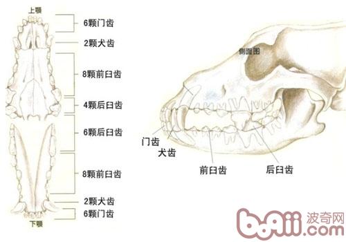 狗狗牙齿咬合状态知多少