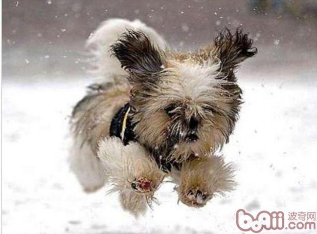 冬天为幼犬御寒的几种方法