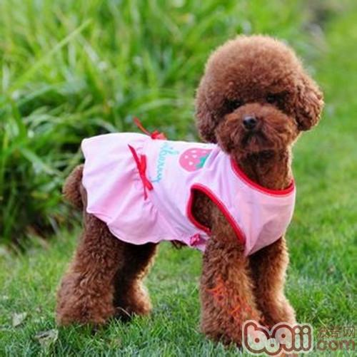 为狗狗选购衣服时的考量