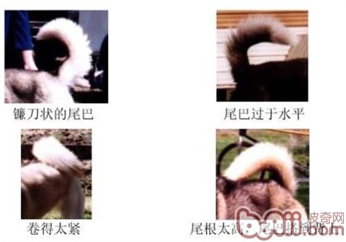 哈士奇的标准是什么