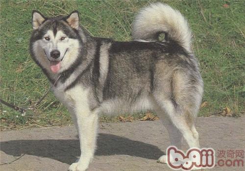哈士奇犬舍告诉您：小哈与阿拉斯加的区别