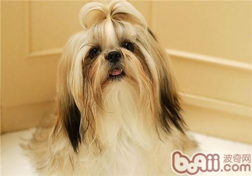 西施犬的寿命有多长