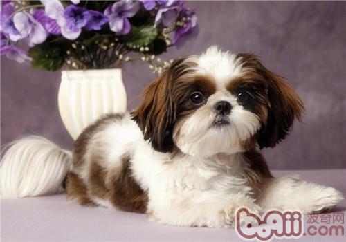 西施犬价格的分析