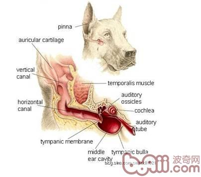 如何给宠物清耳上药
