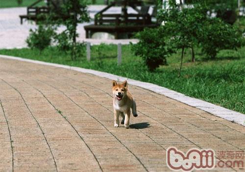 狗狗挑食该怎么办