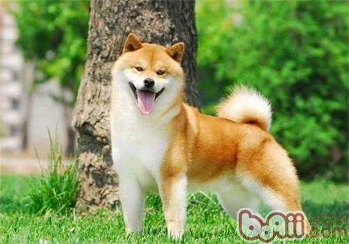 柴犬掉毛的原因分析