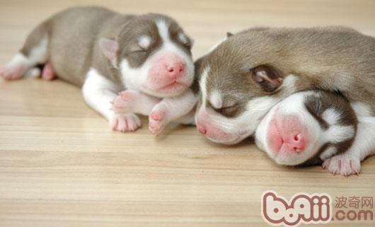 狗狗睡眠状态全解析