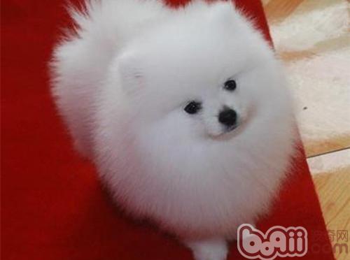博美犬寿命多久