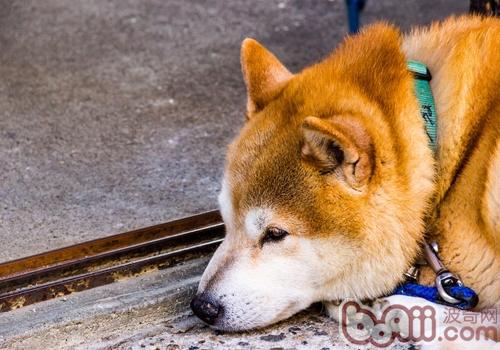 秋田犬智商排名居中引争议